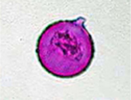 2.ต้นซีดาร์(30µm)