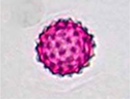 6.ต้นแอมโบรเซีย(20µm)