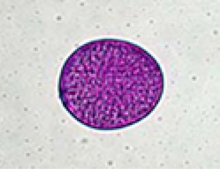 5.ต้นหญ้ากรามินี (20~40µm)